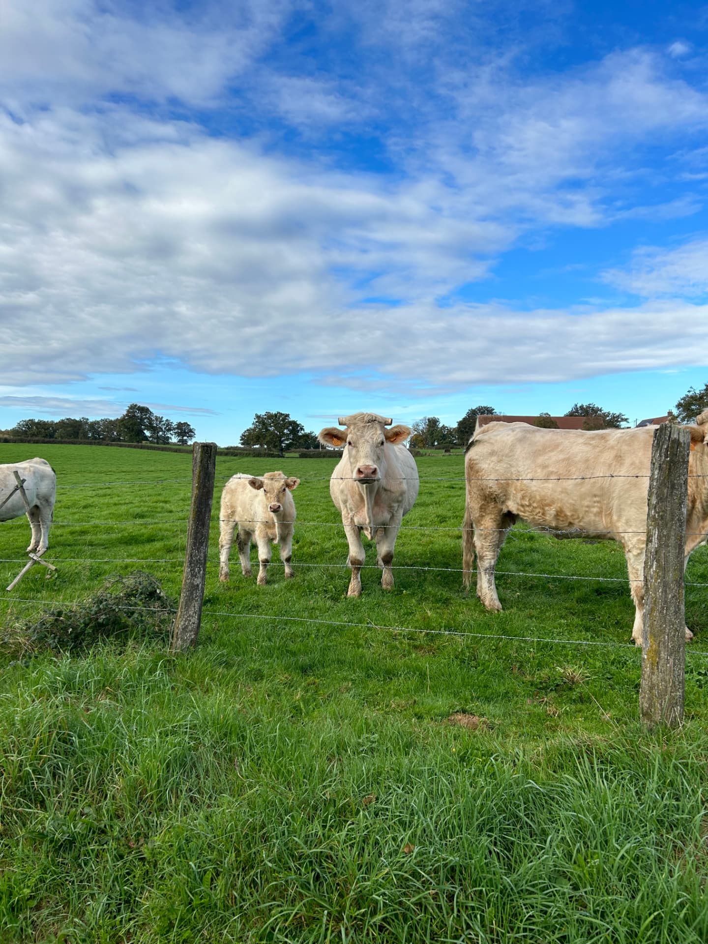 Charolais-koeien met kalf achter een weidehek