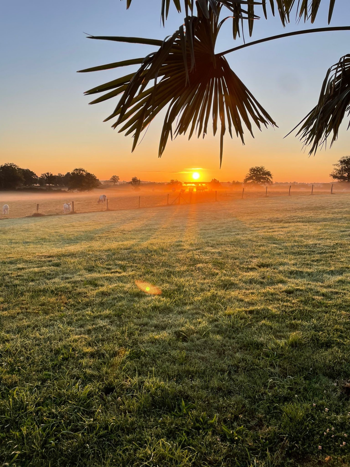 Zonsopkomst boven mistige weides met palmblad op de voorgrond