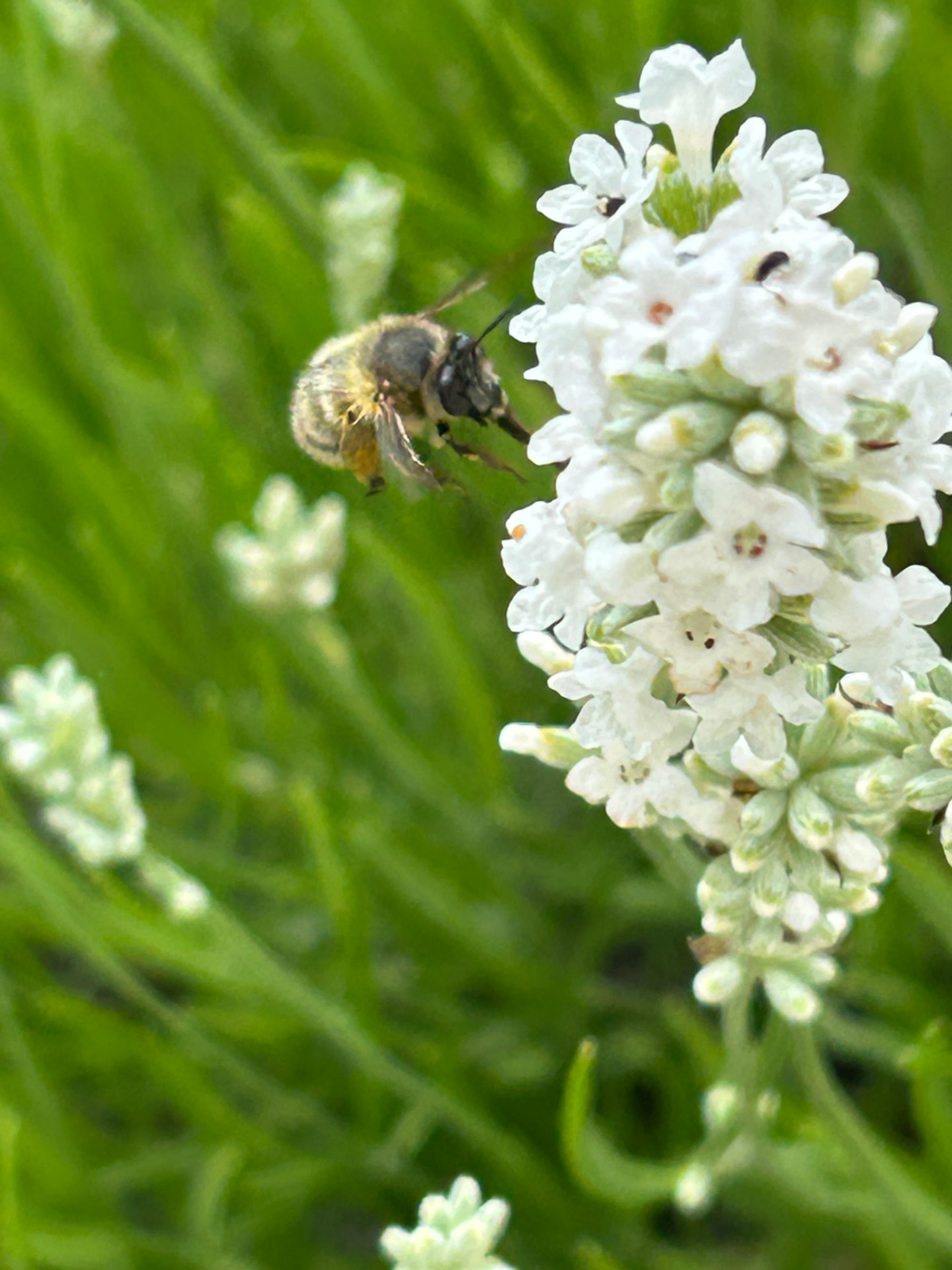 Bij op witte lavendel in de tuin