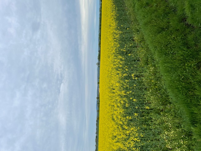 Bloeiend koolzaadveld in het voorjaar